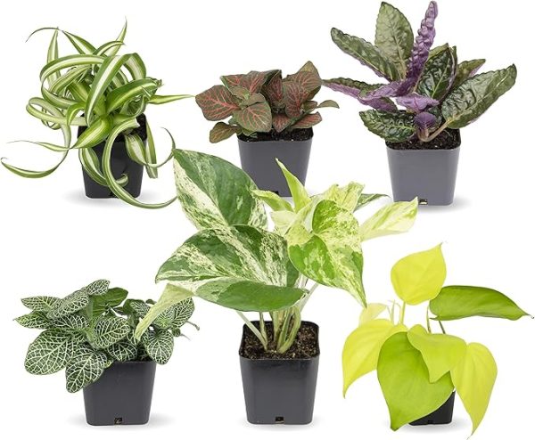 Easy to Grow Houseplants (Pack of 6)