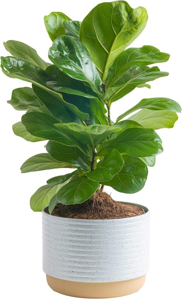 Little Fiddle Leaf Fig, Live Indoor Ficus Lyrata Plant in Indoors Garden Plant Pot