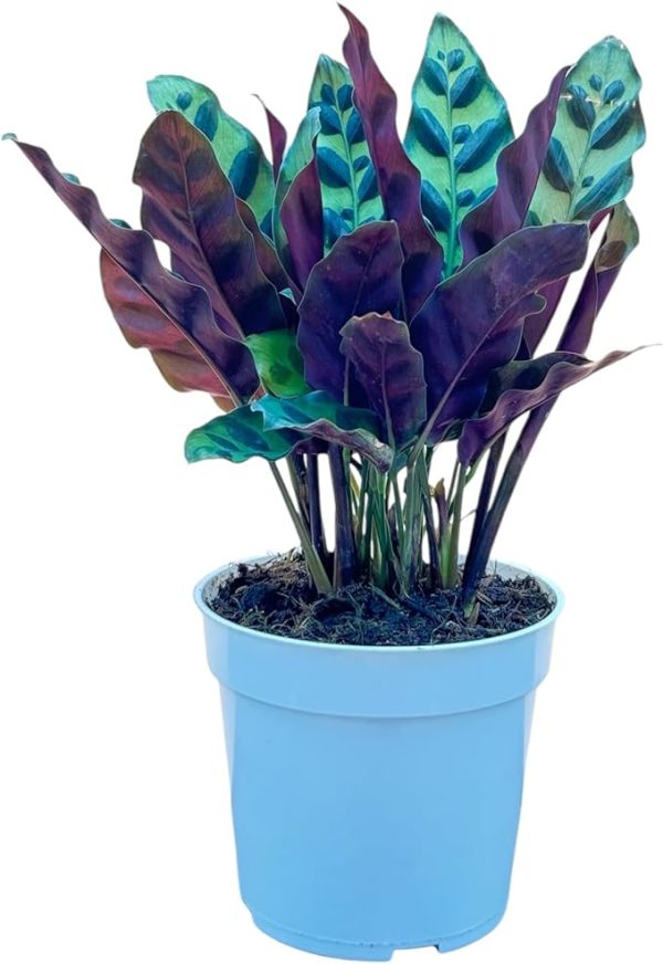 Rattlesnake Calathea Live Plant – Air Purifier, Colorful House Plant