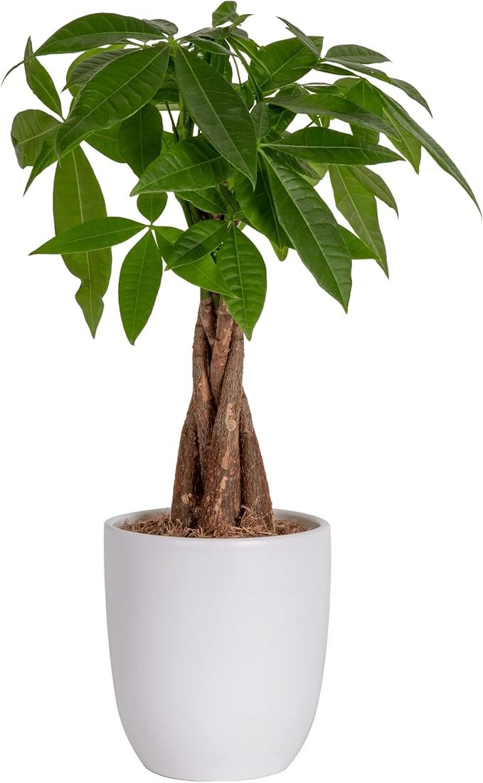 Tree, Easy Care Indoor Plant, Live Houseplant in Ceramic Planter Pot